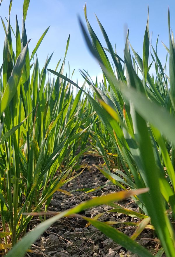 Das Bild zeigt eine Nahaufnahme von grünen Weizenpflanzen auf einem Feld.